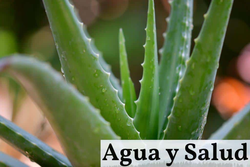 Aloe vera