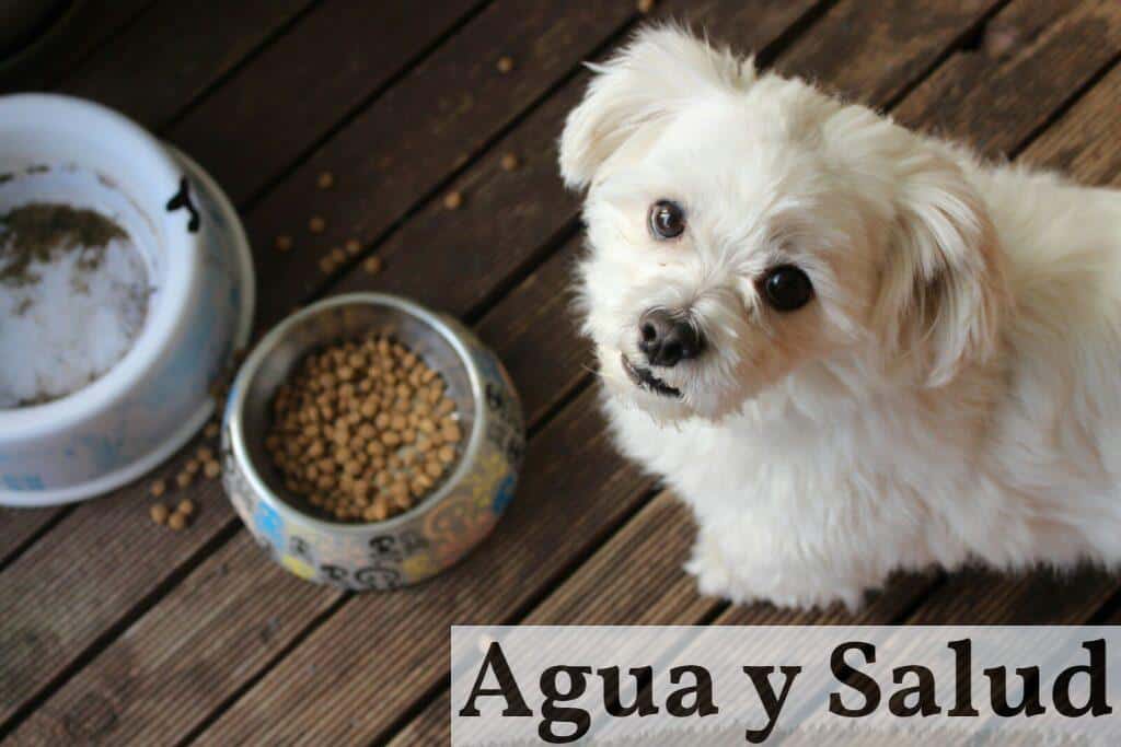 funcionamiento la cadena de suministro del sector pet food